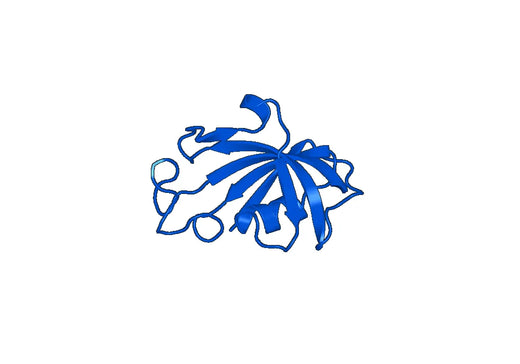 FKBP1A, N-His, recombinant protein