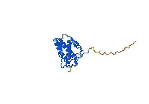 FLT3LG protein(FLT3LG)