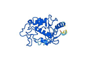 FOLR1 recombinant protein