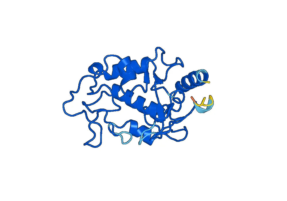 FOLR1 recombinant protein