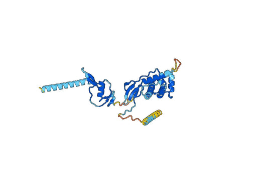 FSTL1, N-His, recombinant protein