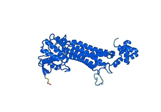 Fumarate hydratase, mitochondrial(FH)