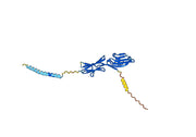 Galiximab Biosimilar - Anti-CD80 mAb - Research Grade