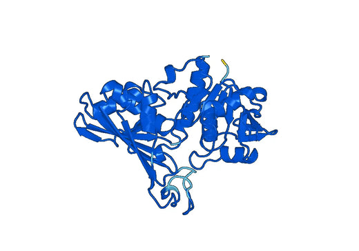 GAPDH protein - Glyceraldehyde-3-phosphate dehydrogenase