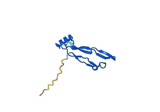 GDF5, N-His, recombinant protein