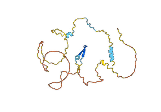 GHR, N-His, recombinant protein