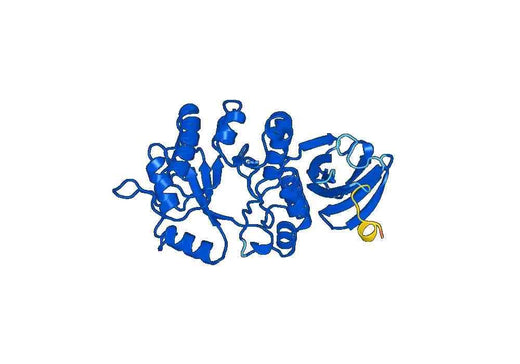 GLA, N-His, recombinant protein