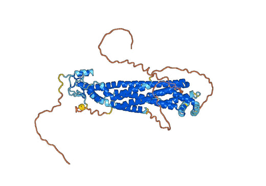 Glypican-3(GPC3)