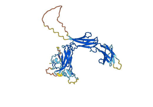 GPNMB recombinant protein