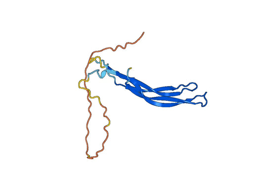 GREM1, N-His, recombinant protein