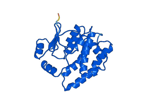 GSTA3, N-His, recombinant protein