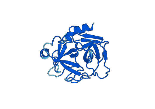 GZMB, N-His, recombinant protein