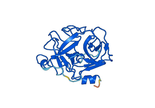 GZMM, N-His, recombinant protein