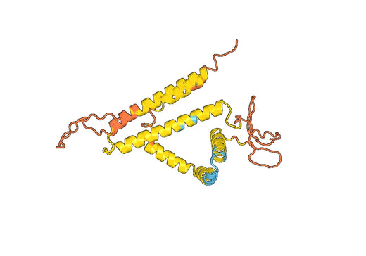 HBV-C S recombinant protein