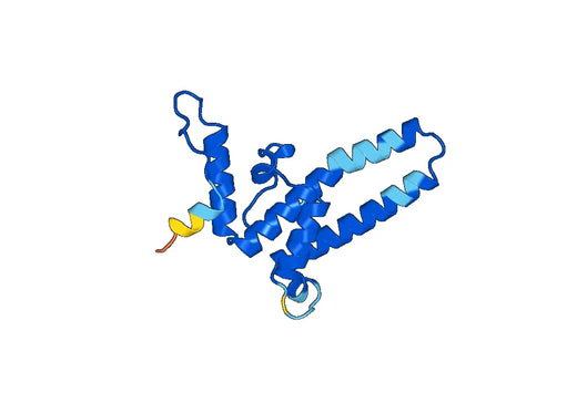 HBV C recombinant protein