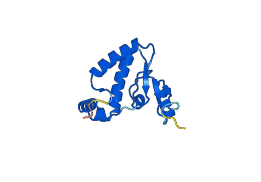 HEXB, N-His, recombinant protein