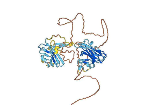 HHV-3 -ORF68 recombinant protein