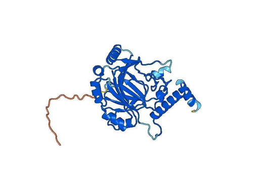 HIF1AN, N-His, recombinant protein