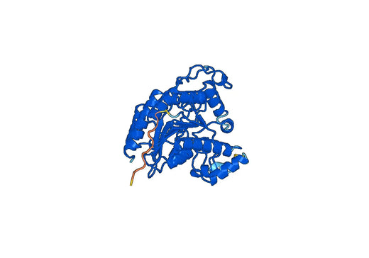 Histone deacetylase 8(HDAC8)