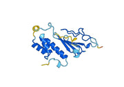 HJV, N-His, recombinant protein