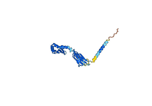 HLA-DRB1, N-His, recombinant protein