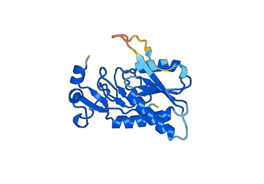 HPRT1, N-GST, recombinant protein