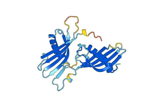 HRG, N-GST, recombinant protein