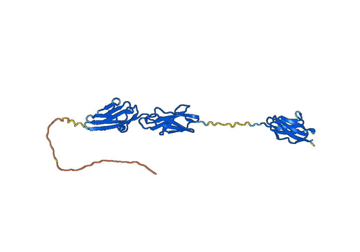 hSAss-TwinStrep-MYBPHL_iso (MYBPHL)