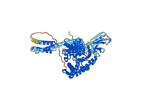 Hsp70 protein : Human Heat shock 70 kDa protein 1A(HSPA1A)