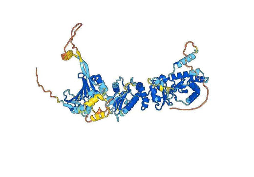 HSP90AA1, N-His, recombinant protein
