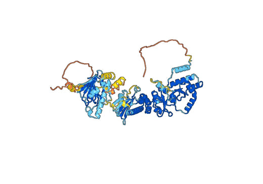 HSP90AB1, N-His, recombinant protein