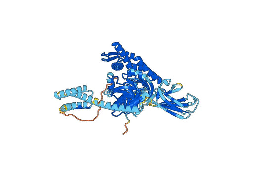 HSPA1L, N-His, recombinant protein