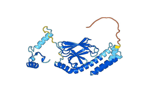 HSPA5 (Leu351-Leu654), N-His, recombinant protein