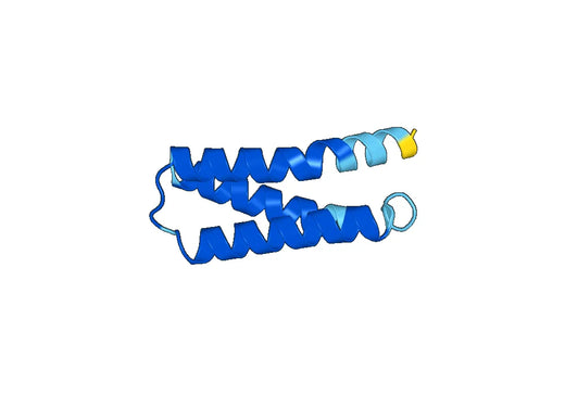 HSPA8, N-His, recombinant protein