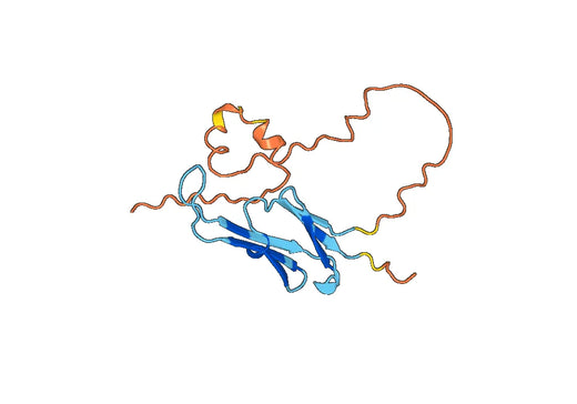 HSPB3, N-His, recombinant protein