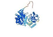 HSPD1, N-His, recombinant protein