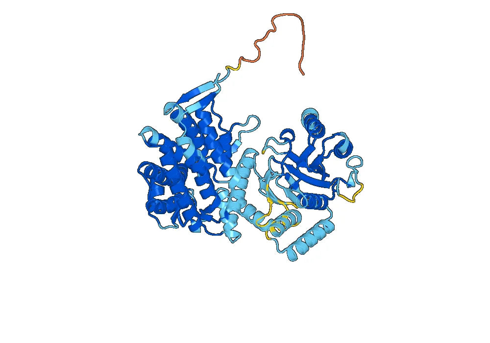 HSPD1, N-His, recombinant protein