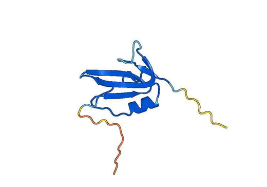 Human ACVR1 recombinant protein