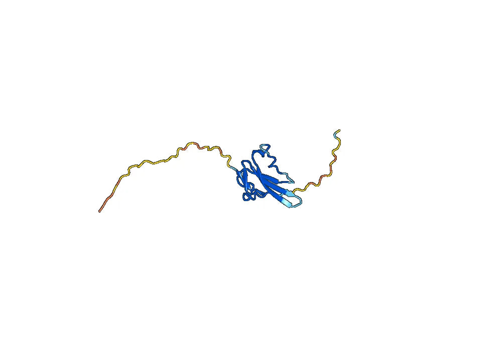 Human ACVR1B recombinant protein