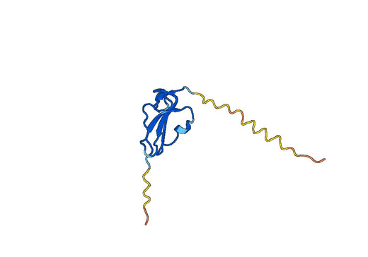 Human ACVRL1 recombinant protein