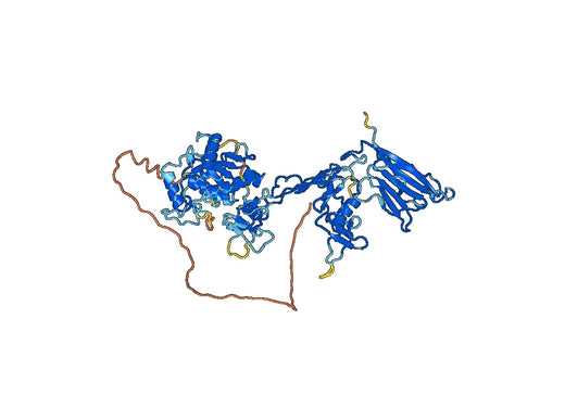 Human ADAMTS13 recombinant protein