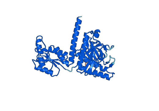 Human Ade2 Recombinant Protein