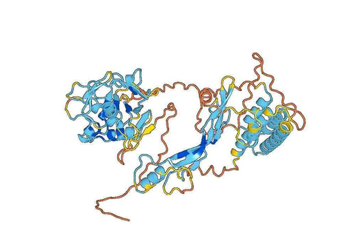 Human AMH recombinant protein