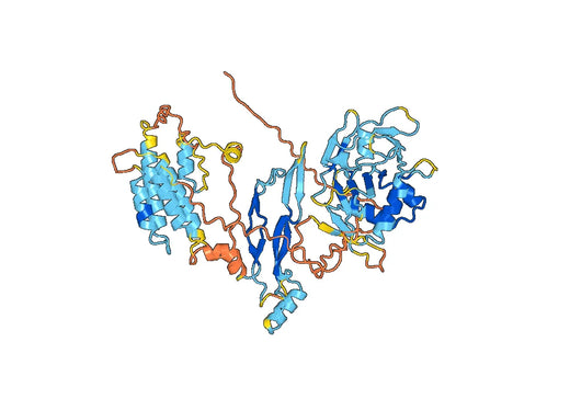Human AMH,Muellerian-inhibiting factor recombinant protein