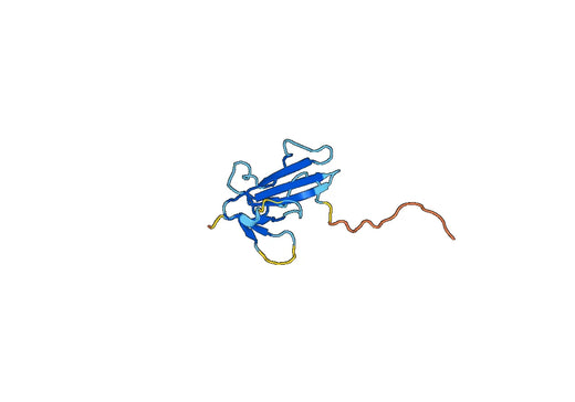 Human AMHR2 recombinant protein