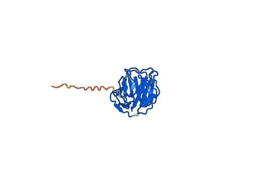 Human APCS recombinant protein