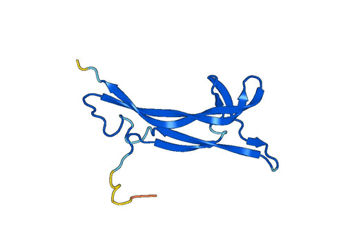 Human BDNF