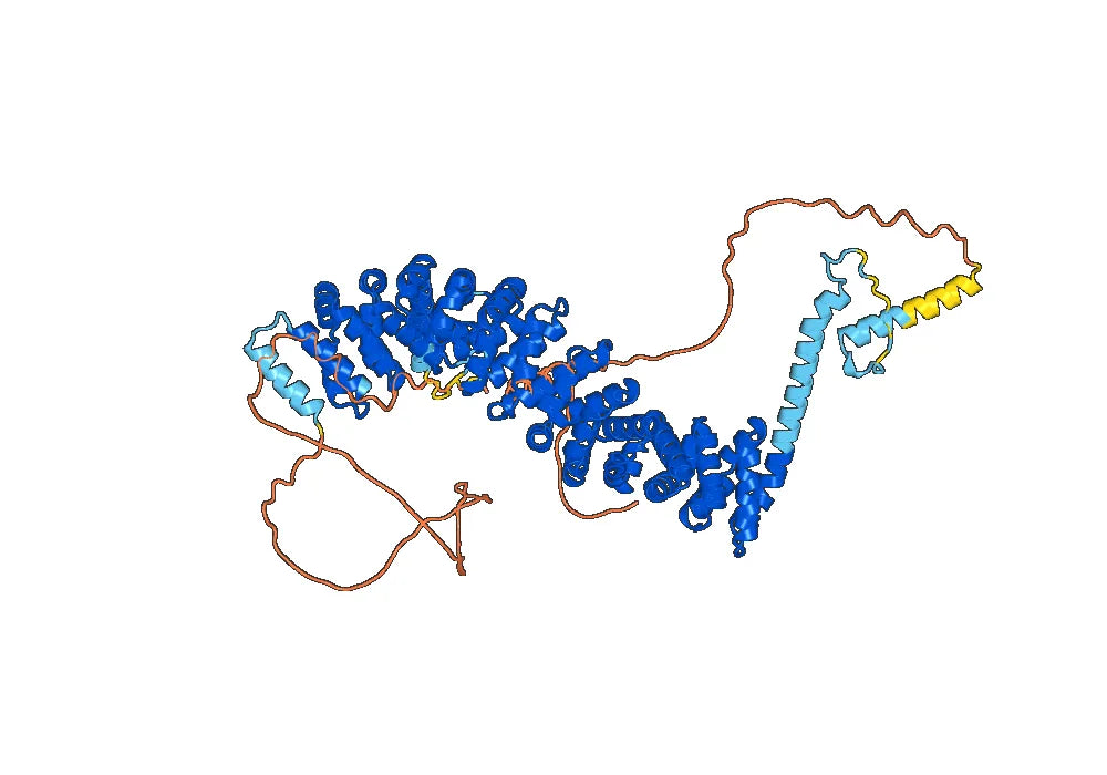 Human Beta-catenin recombinant protein