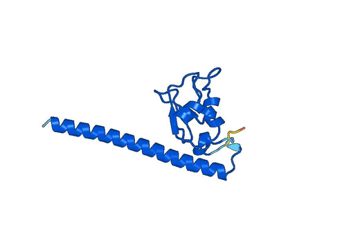 Human BIRC5 Recombinant Protein