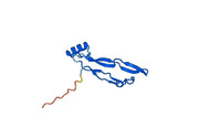 Human BMP4 recombinant protein